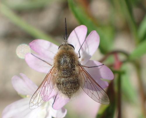 Réf. 262 426 : Bombylius sp.